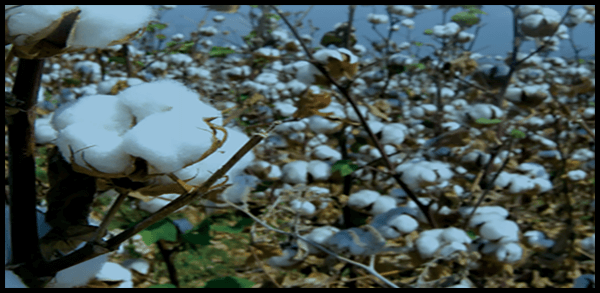 Heritage and Harvest Festival in north Caddo Parish